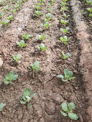 海植素卷心菜大棚實驗