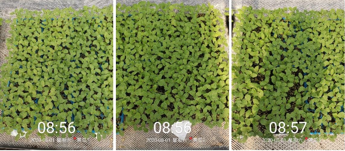 海植素黃瓜實驗