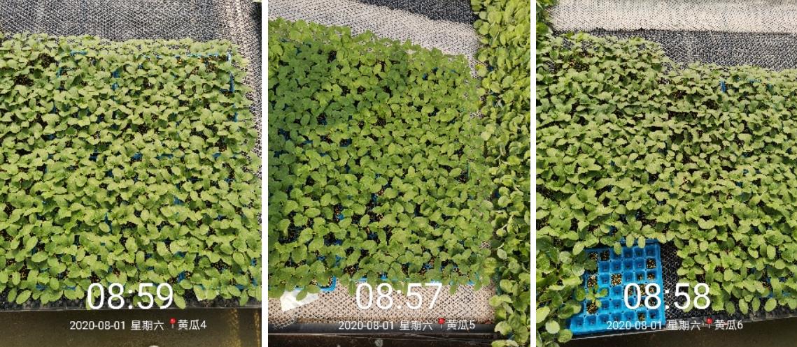 海植素黃瓜實驗