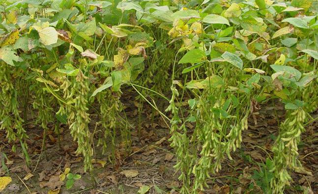 黃豆爛根爛桿怎么辦，黃豆種植施肥方法