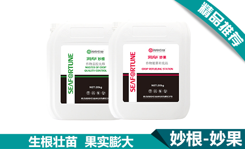 妙根/妙果