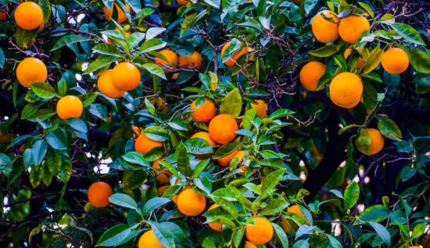 橘子樹種植經(jīng)驗分享：桔子樹怎么保花保果