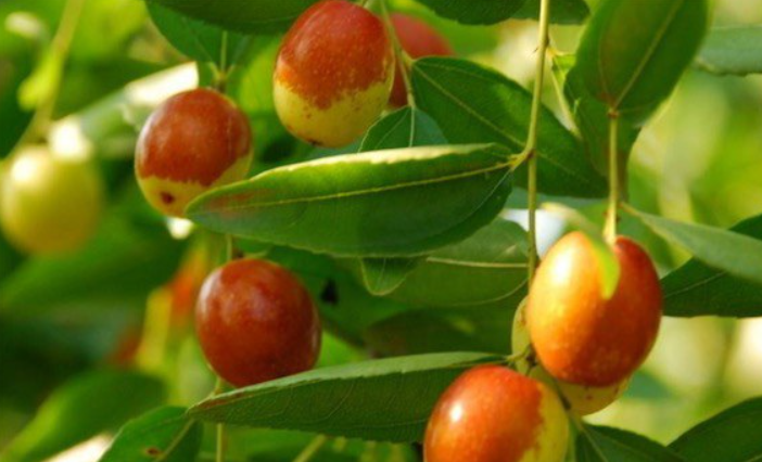 棗樹提高產(chǎn)量的方法，開花打什么藥坐果