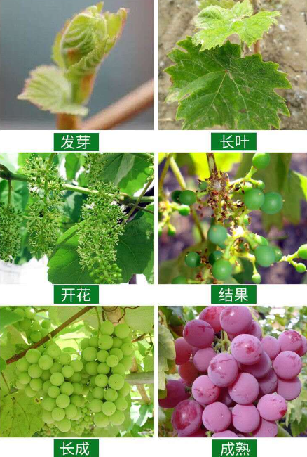 葡萄開花結果全過程