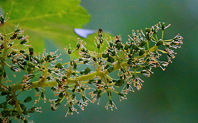 葡萄種植技術(shù)分享：葡萄開花期怎樣保果