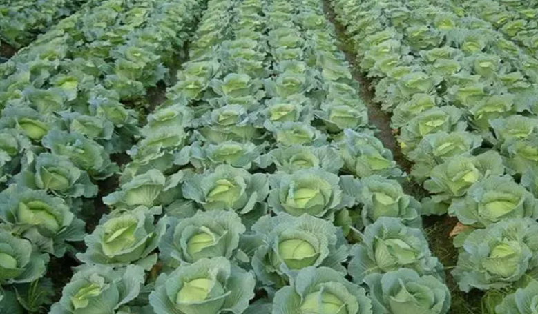 包菜什么時候種植合適，種植中需要注意哪些事項