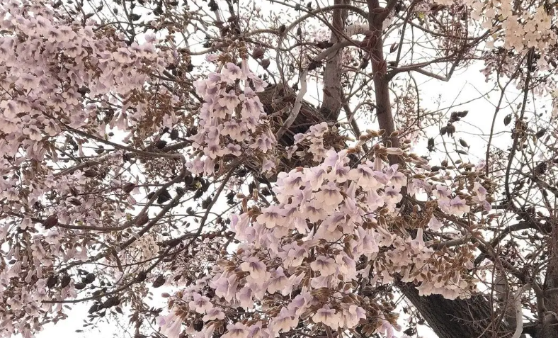 花子樹黃葉怎么辦，有哪些解決方法