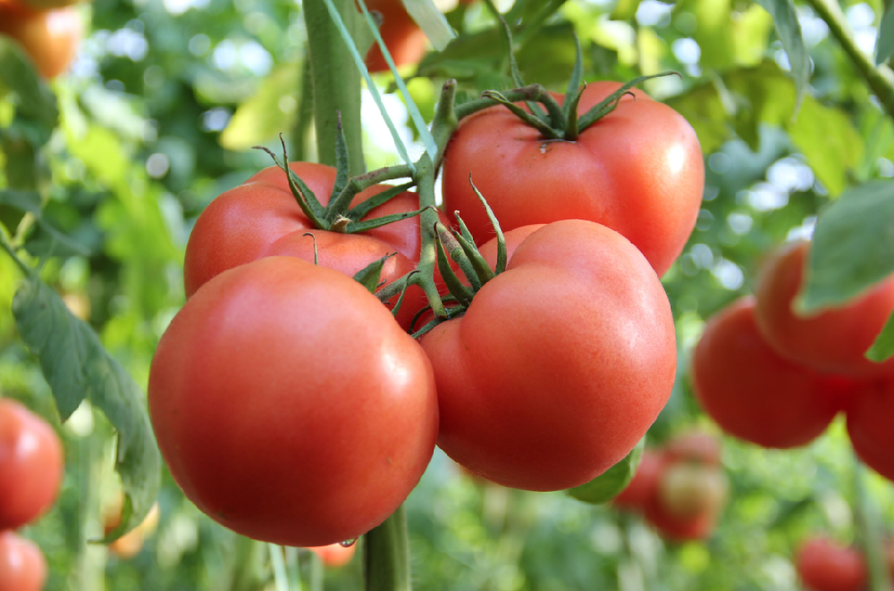 番茄枯葉、落果、爛果怎么治