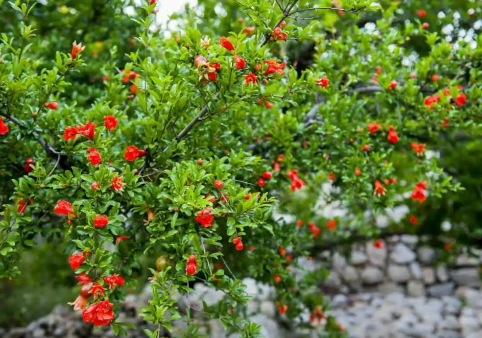 種植施肥管理：石榴樹什么時候施肥最好