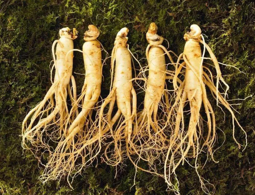 藥用植物病害防治管理：人參爛根是什么原因