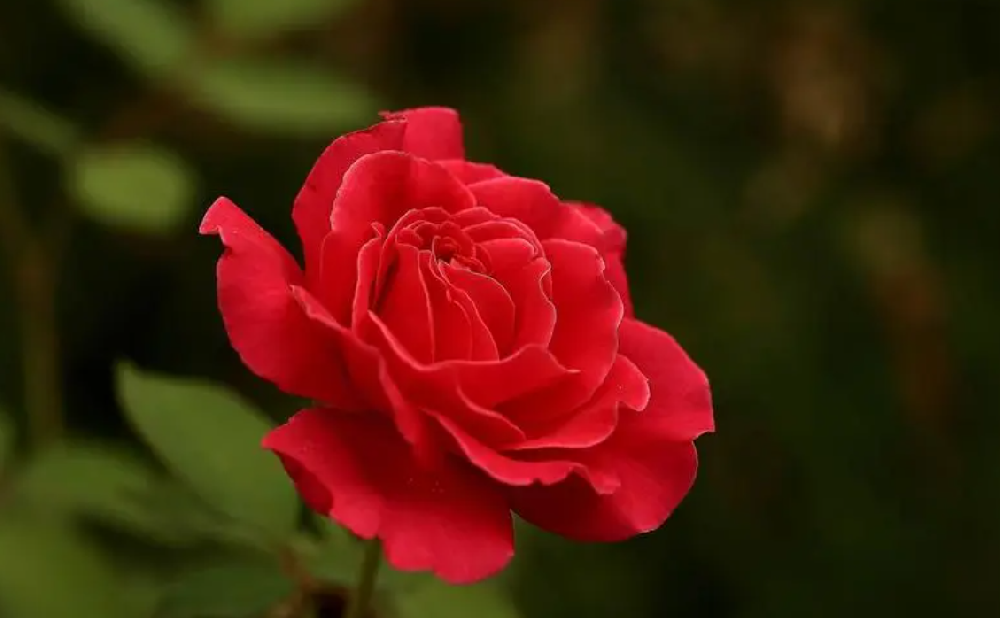 花卉日常管理：月季花的病蟲(chóng)害怎么防治