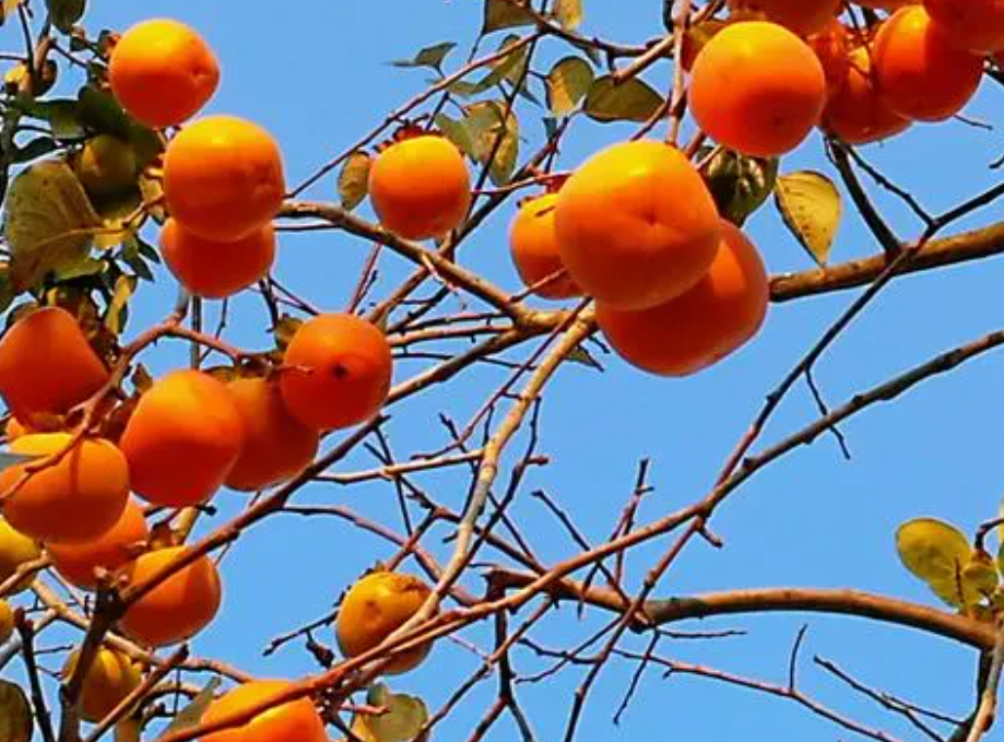 柿子樹種植管理：保花保果用什么肥料
