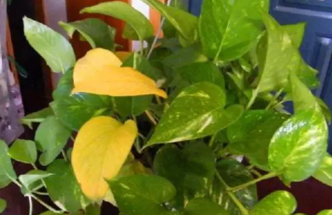 綠植葉子發(fā)黃施什么肥，注意事項有哪些