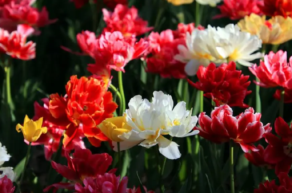 促進(jìn)花開(kāi)的肥料有哪些，需要注意哪些細(xì)節(jié)問(wèn)題