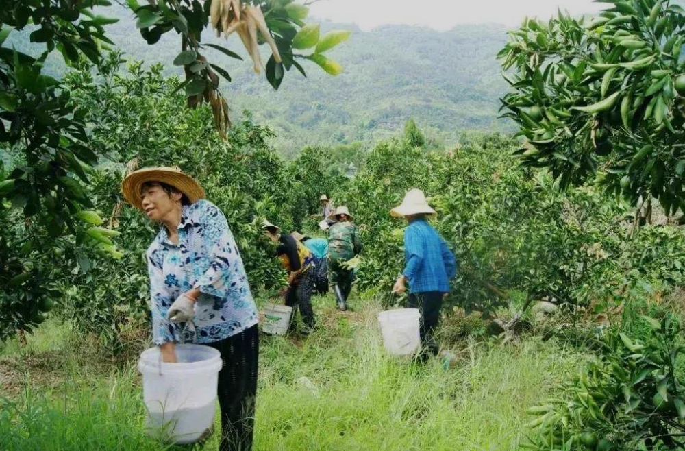 果樹合理的施肥時間和頻率：果樹多久施肥一次