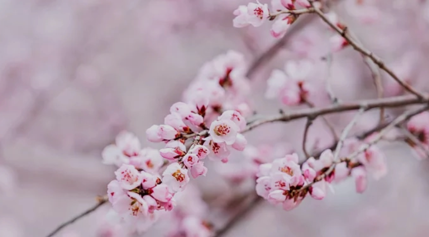 桃樹(shù)開(kāi)花前用什么肥料 如何使用促花肥