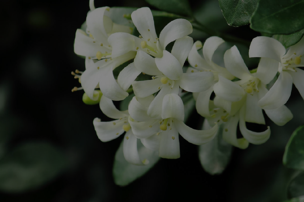 植物不開(kāi)花：肥料選擇與施肥方法