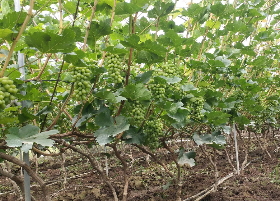 葡萄保果用什么肥料 正確使用肥料的策略和方法
