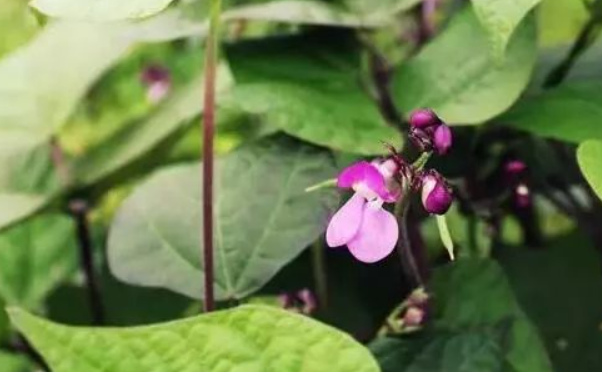 豆角花芽分化期沖什么肥 促進(jìn)產(chǎn)量與品質(zhì)的關(guān)鍵措施