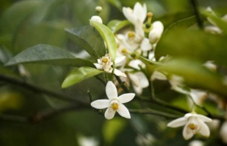 橙子保花保果用什么肥料 保花保果技巧與方法