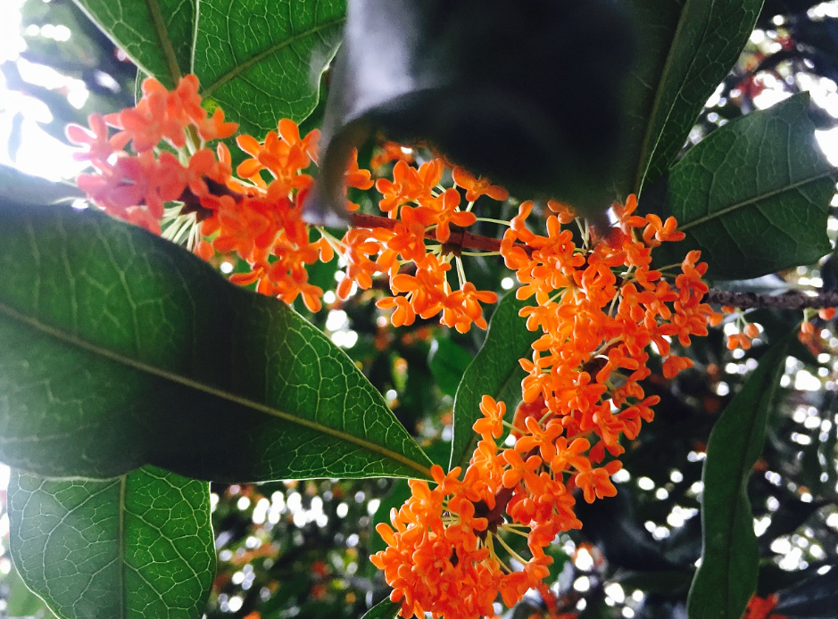桂花用什么肥料促開花 合理施肥的關(guān)鍵