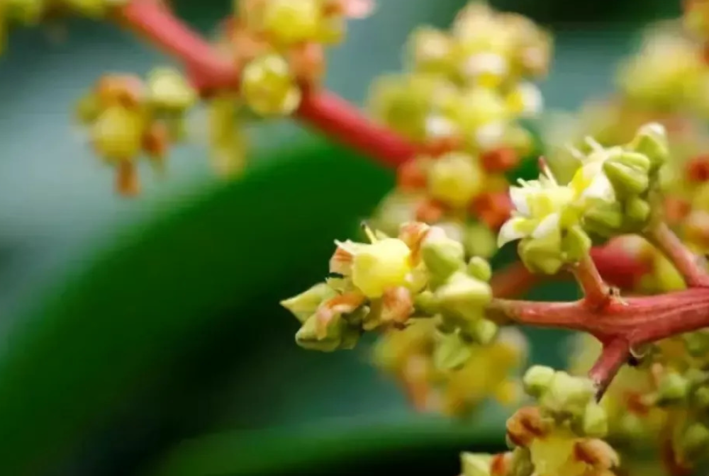 芒果保花保果肥料的科學(xué)管理