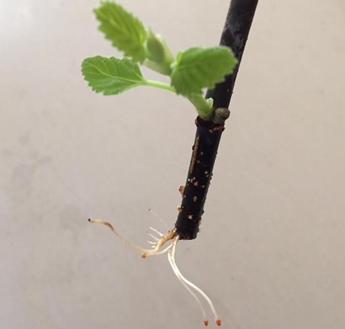 讓果樹枝生根再種方法 生根方法與實踐