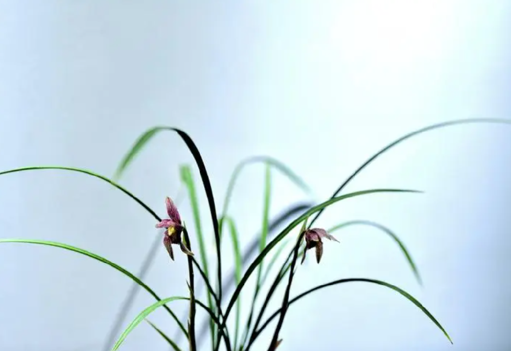 蘭花現(xiàn)在可以施肥嗎?用什么肥料好?
