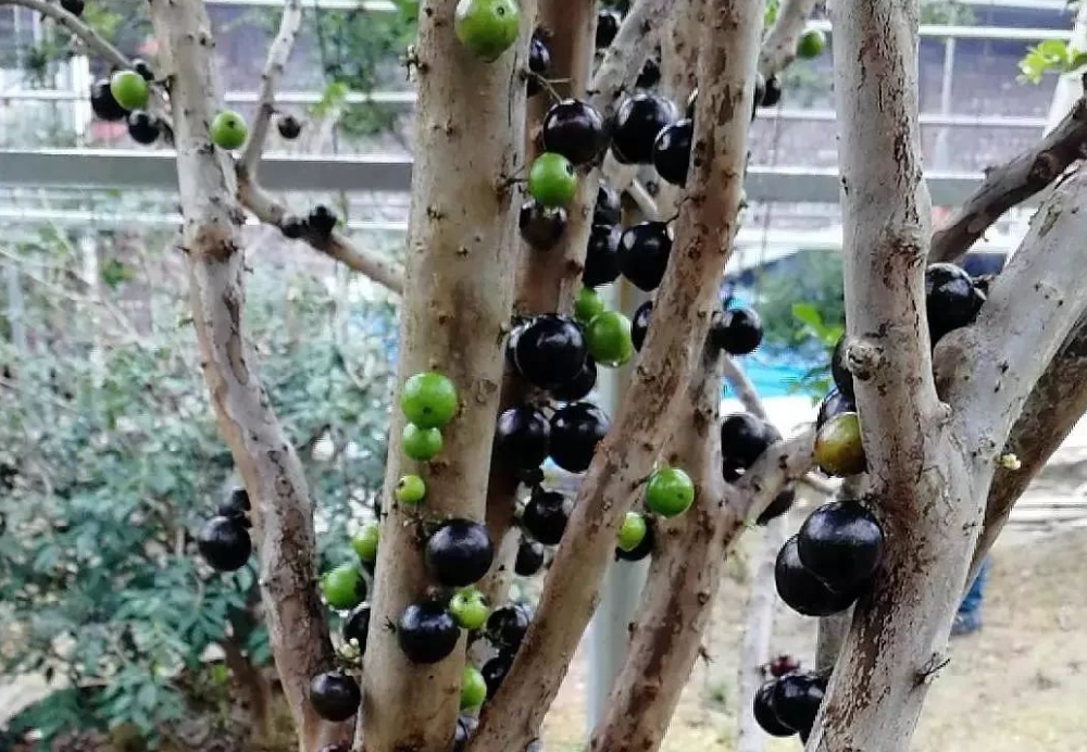 樹葡萄不開花不結果怎么辦 原因和解決方案