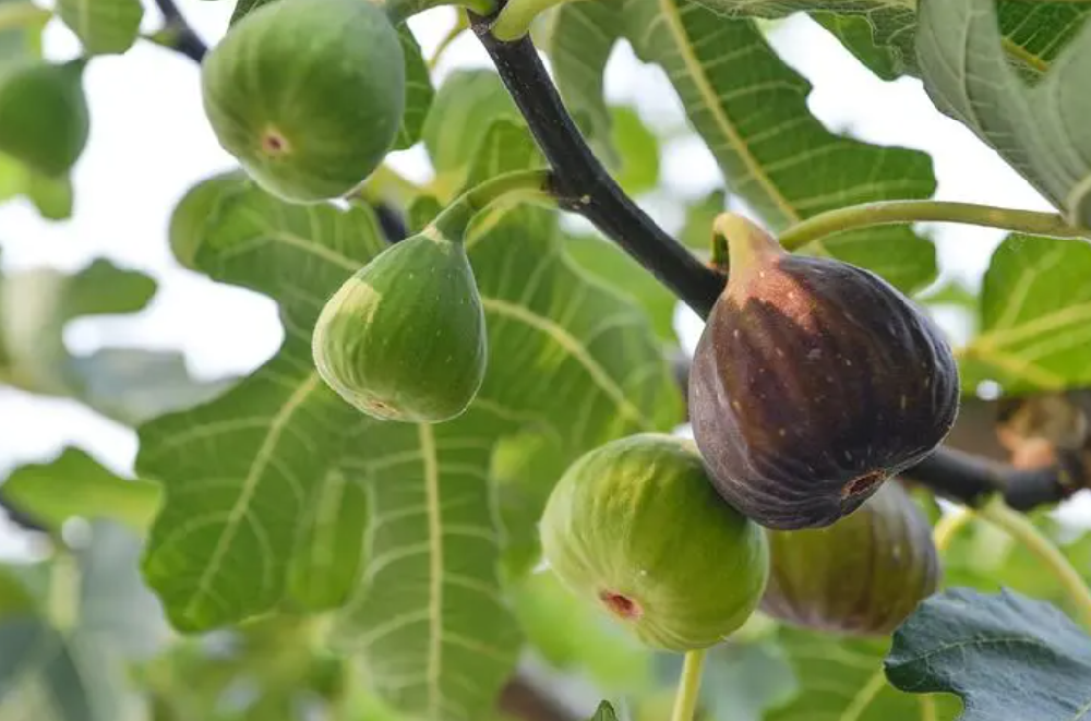 無花果樹的施肥時間和施什么肥