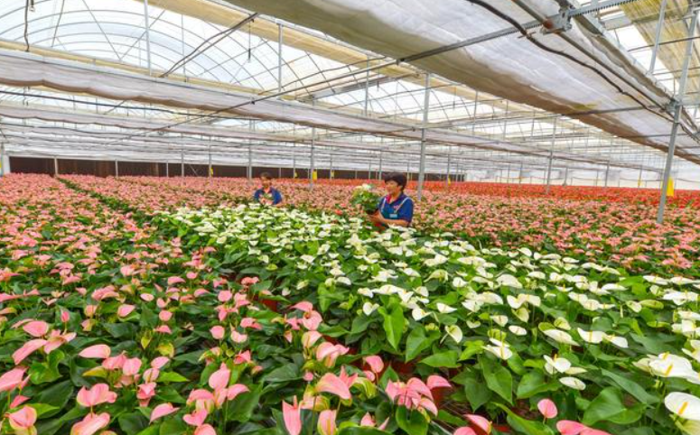 花卉專用肥有什么肥料：種類選擇與使用方法詳解