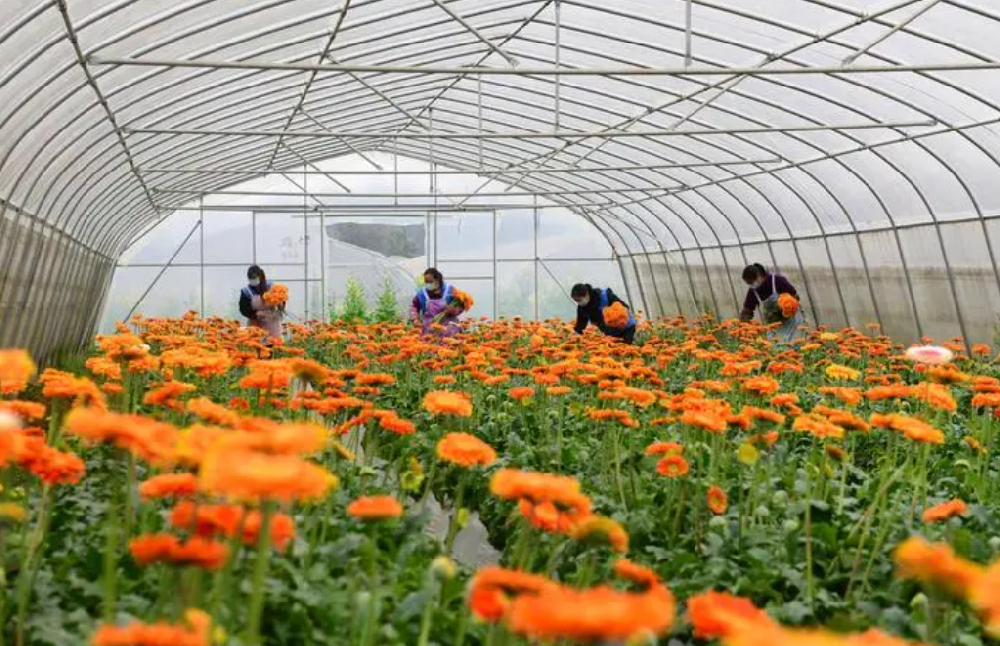 酸性花卉肥料有哪些 酸性肥料種類(lèi)、選用與使用事項(xiàng)
