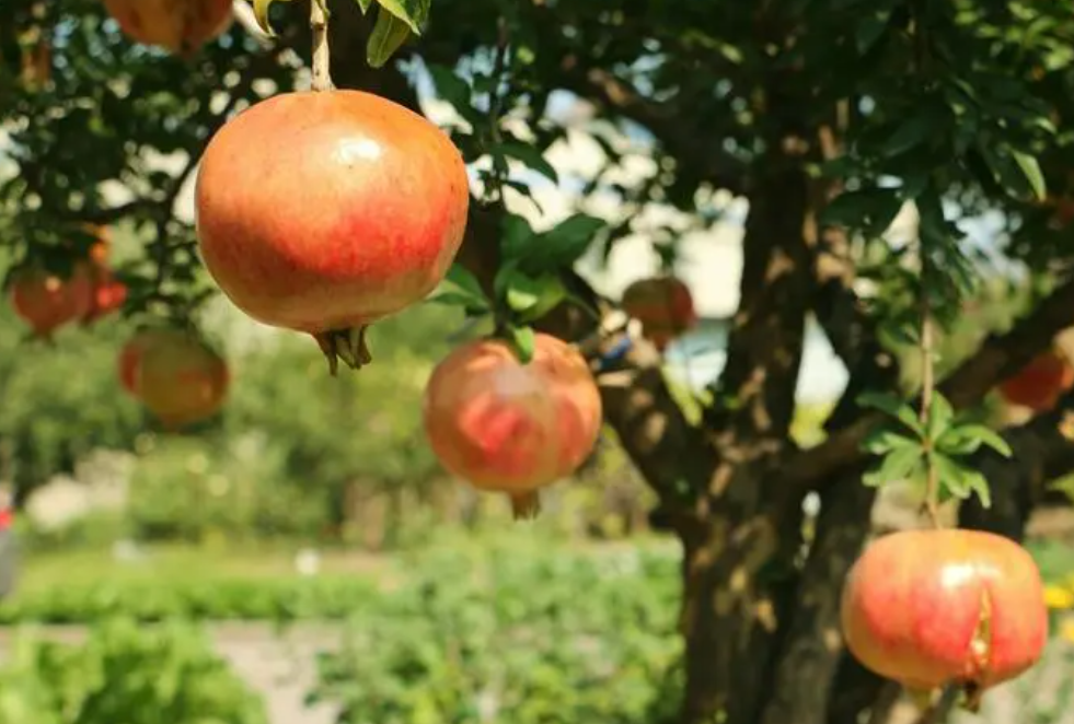 石榴保花保果：提升產(chǎn)量與品質(zhì)的關(guān)鍵管理措施