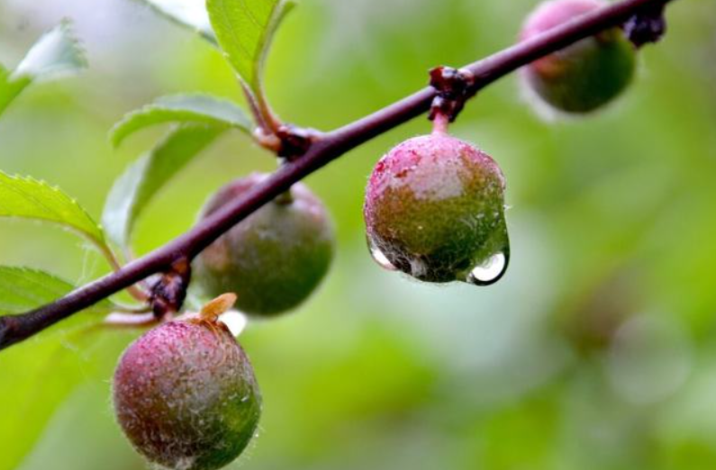 李子的保花保果方法:樹(shù)體管理、施肥管理、水分管理和病蟲(chóng)害防治的綜合應(yīng)用