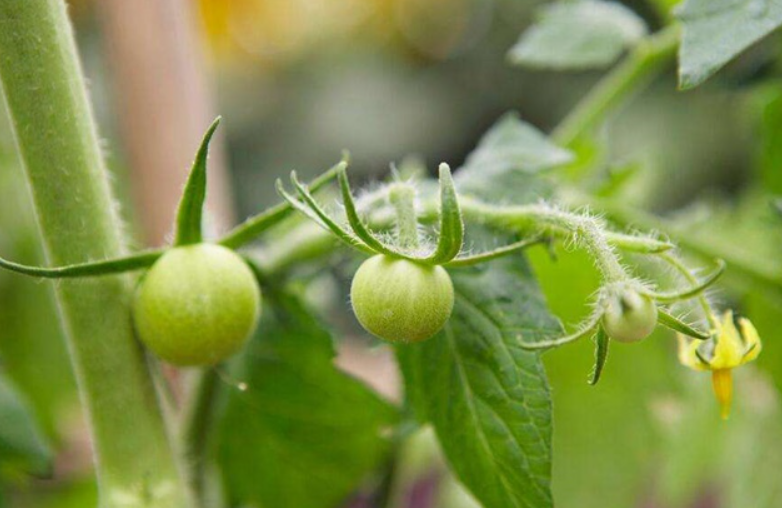 番茄開(kāi)花不坐果的原因及防治措施