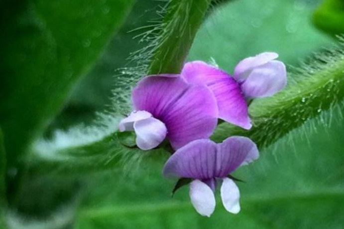 大豆開花期施什么肥能保花保果 磷、鉀、硼肥及復合肥的保花保果作用