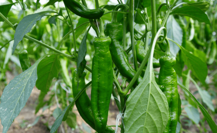 辣椒保花保果用什么肥料好 有機肥與微量元素肥的完美結合
