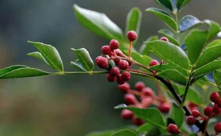 花椒樹追什么肥料好：營養需求與高效施肥