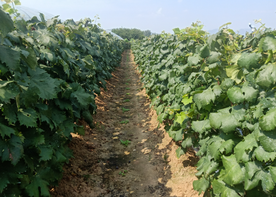 陽光玫瑰葡萄苗期怎么施肥 種植施肥管理