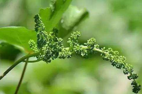 葡萄落花怎樣保花保果 落花保花保果的關鍵措施