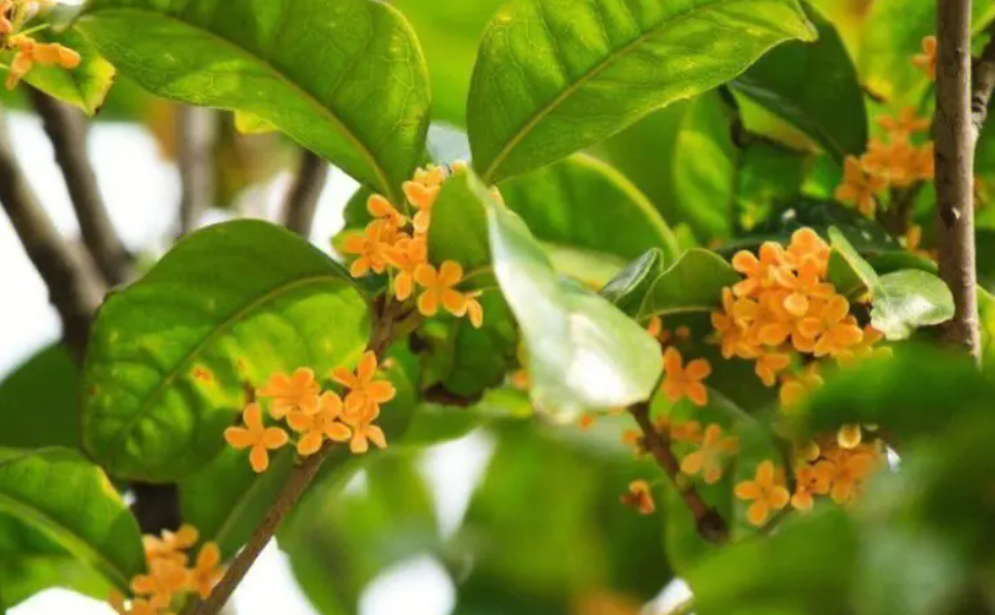 桂花樹爛根的處理辦法 全方位養護指南