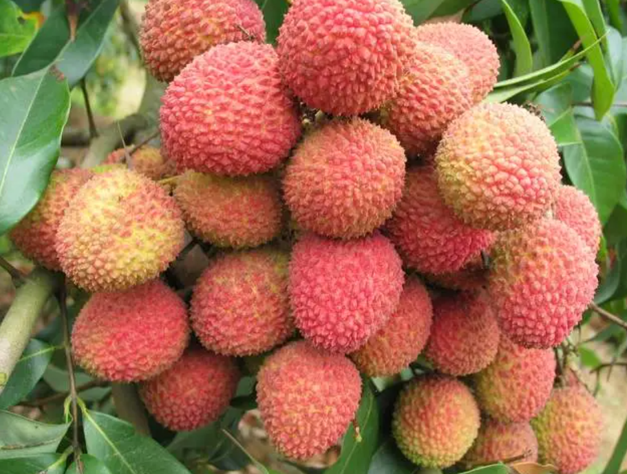 桂味荔枝施什么肥催花 施肥催花的奧秘