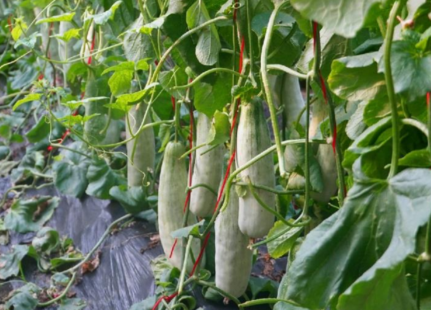 羊角蜜甜瓜種植方法和管理經(jīng)驗(yàn)分享