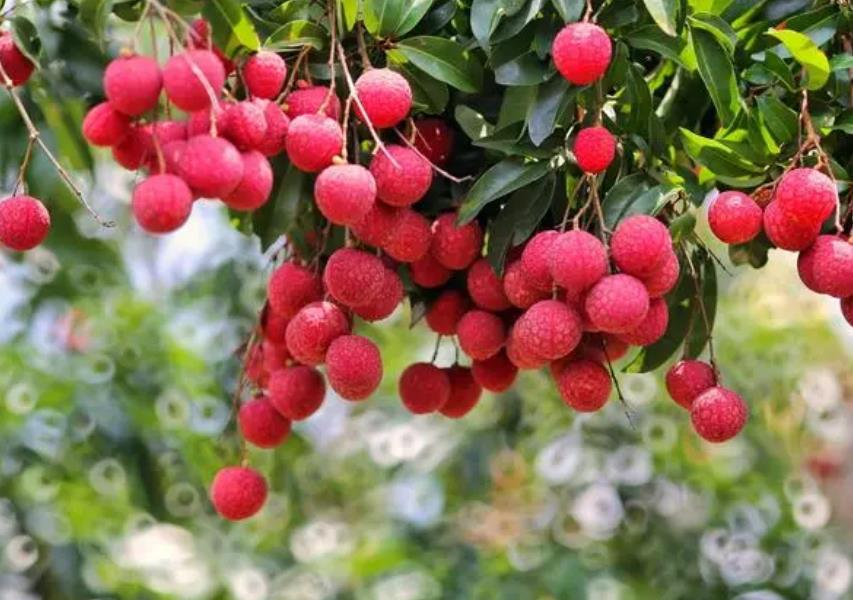 荔枝如何促花催花 科學促花催花技術