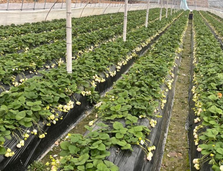 白草莓種植時(shí)間和方法 種植技術(shù)經(jīng)驗(yàn)分享