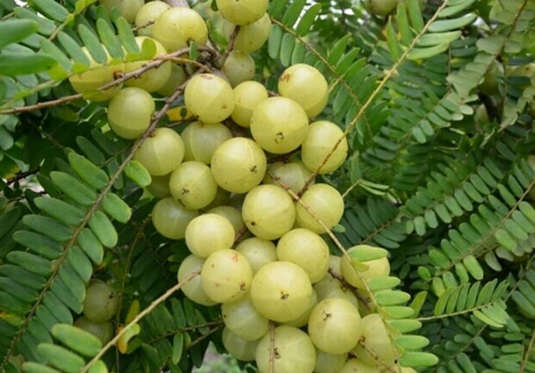 油甘果怎么保花保果 油甘果保花保果的技術措施
