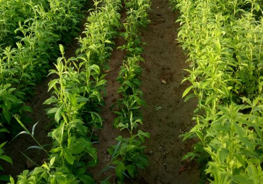 種植白術的土壤改良 關鍵土壤改良技術助力高產優質