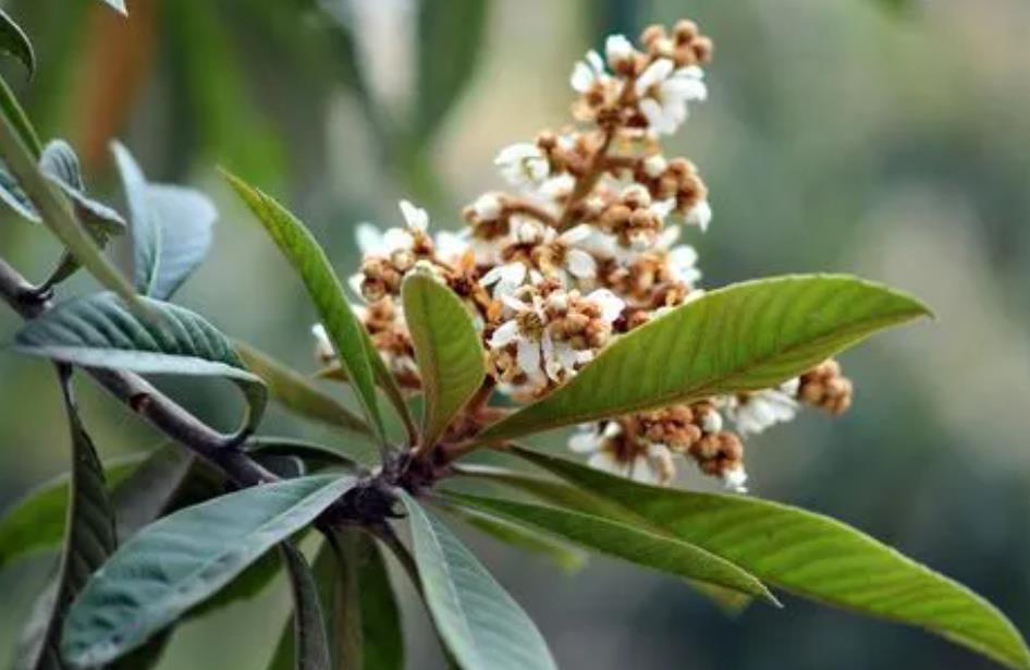 枇杷只開花不坐果怎么辦 只開花不坐果的原因及解決方案