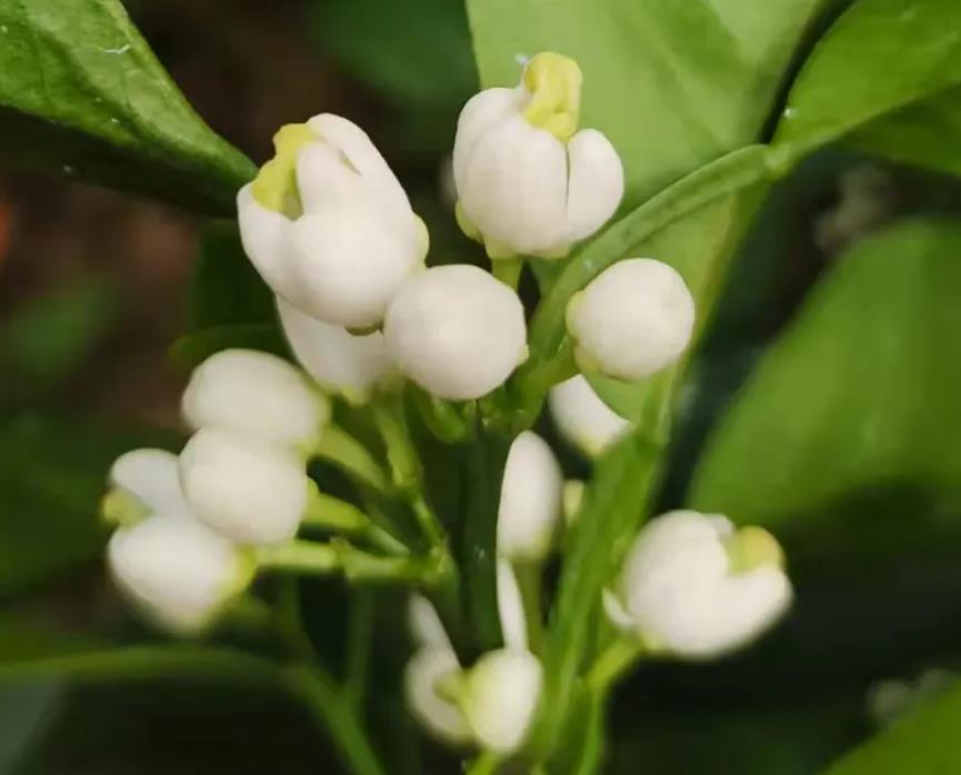 怎樣促沃柑樹發芽分化呢 關鍵管理與養護策略
