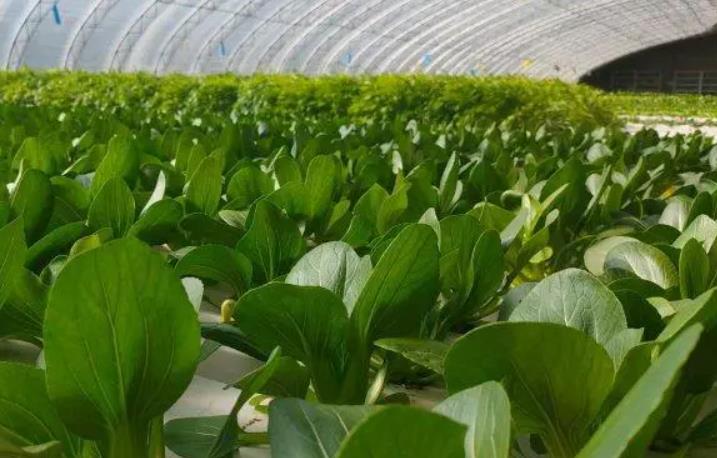 油菜高產種植方法 從品種選擇到收獲貯藏的全程指導